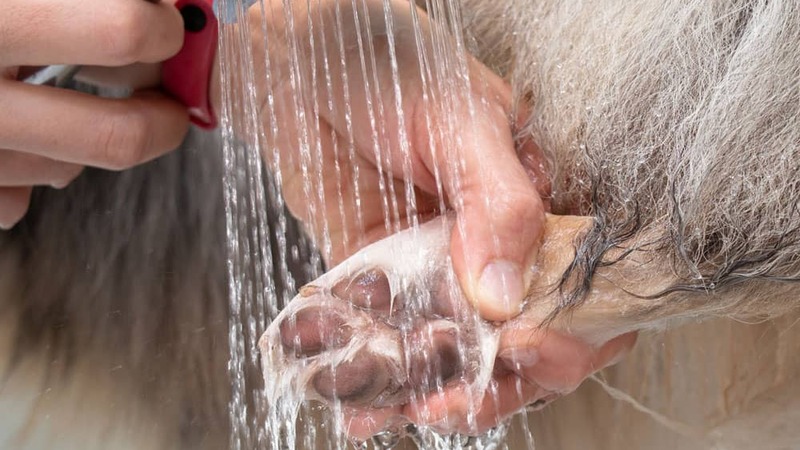 Top 5 Advantages of Using a Self-Service Dog Washing Station Near Terrace, BC