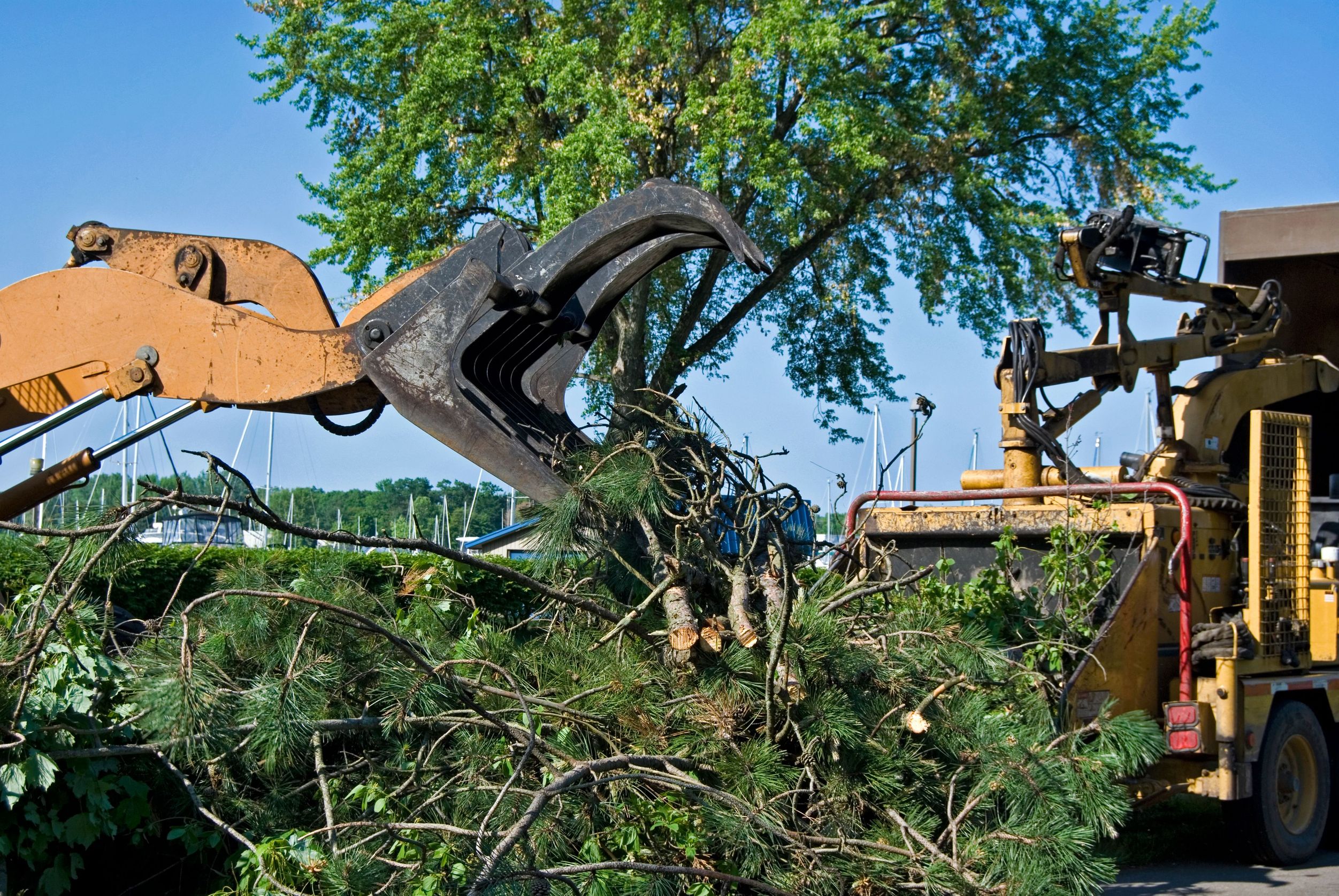 The Benefits of Hiring a Tree Service in Carson City, NV