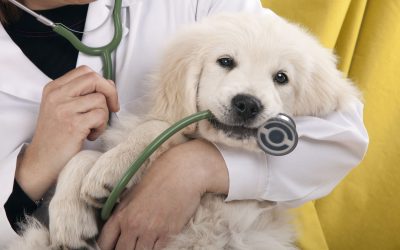 Veterinary Care in Sarasota, FL—Preventative Care Tips for Pet Owners