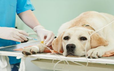 Reasons You Should Take Your Pet to a Sarasota Veterinarian’s Office