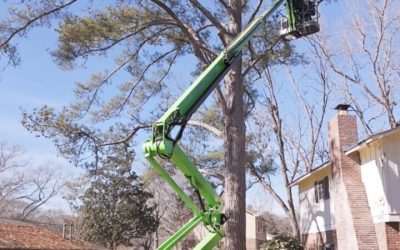 Understanding the Tree-Trimming Service Cost in Griffin, GA