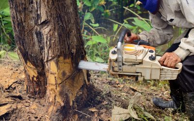 A Trustworthy Tree Service In Monterey CA