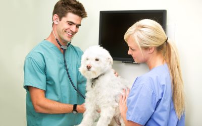 You Can Count On a Veterinary Clinic in Charlottesville to Take Great Care of Your Pets