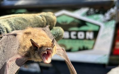 For Effective Bat Removal in Fayetteville, GA, Specialized Services are Needed