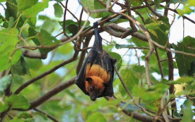 Effective bat removal in St. Louis, MO.