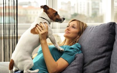 Essential Pet Training in Troy, OH