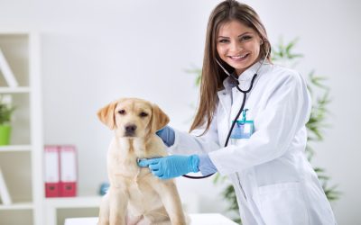 Signs Your Pet May Need to Be Taken To the Animal Clinic In Los Angeles