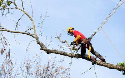 Safeguard Your Home with Emergency Tree Removal Services in Mableton, GA